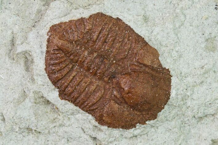 Ordovician Trilobite (Ampyxina) Fossil - Missouri #137245